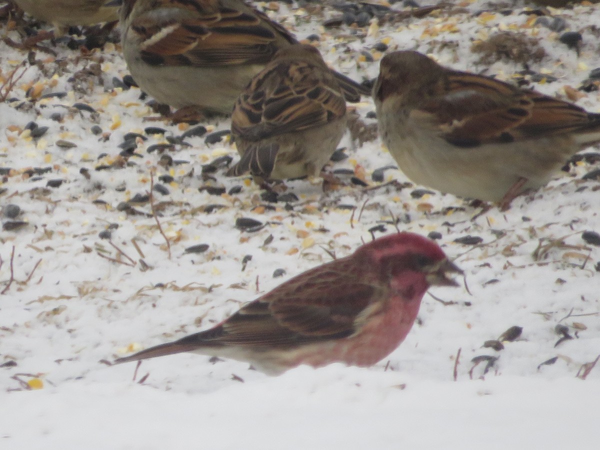 purpurfink - ML647867237