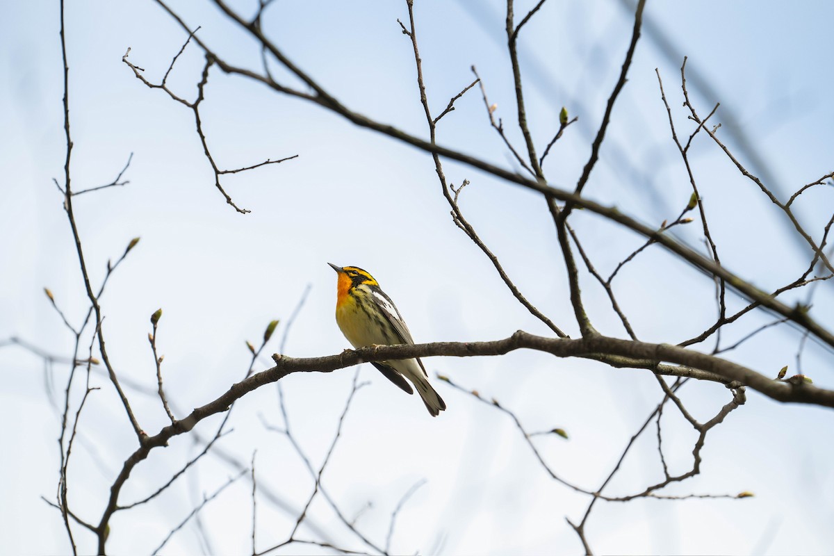Blackburnian Warbler - ML647867261