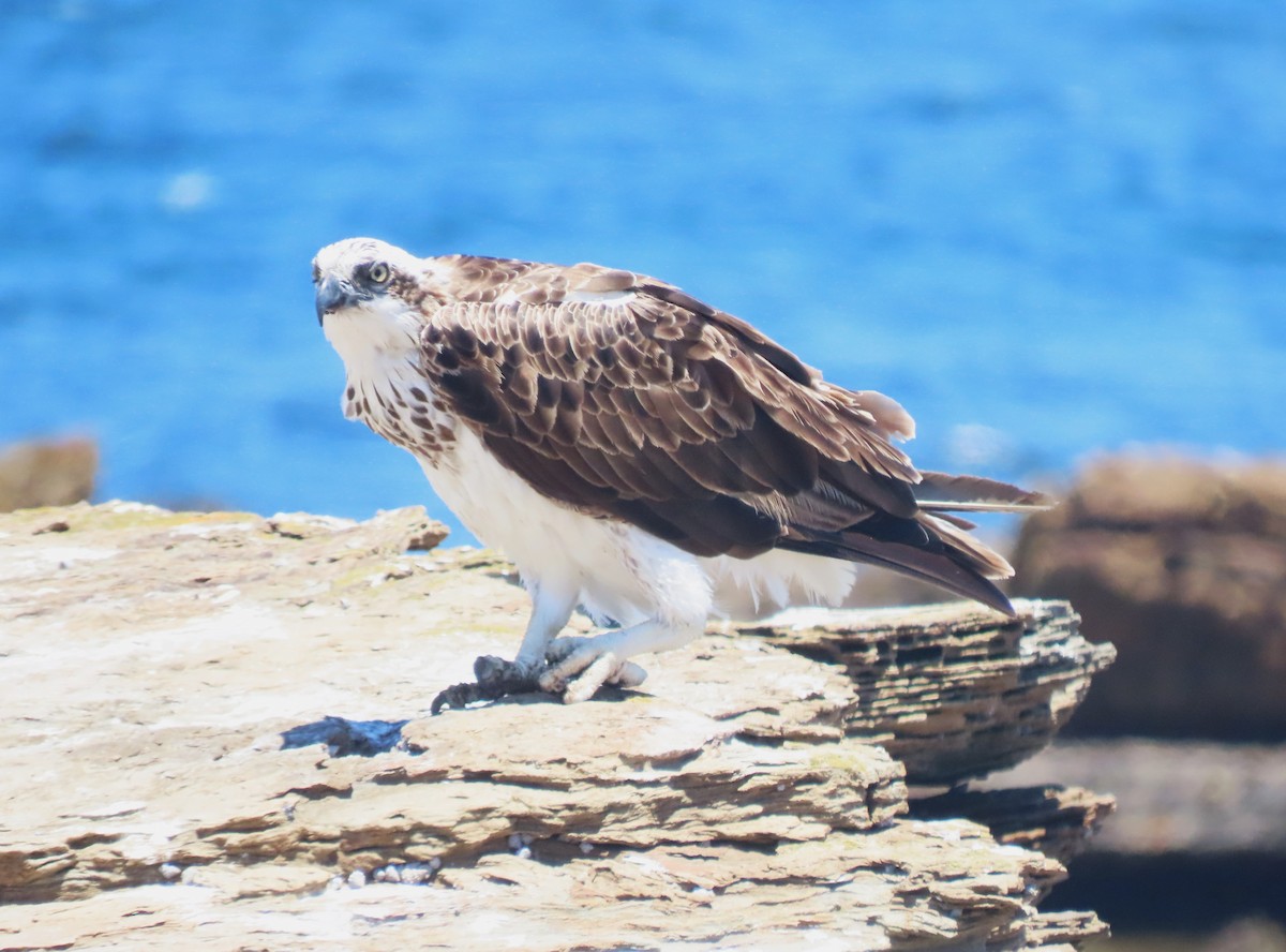 Скопа західна - ML647867309