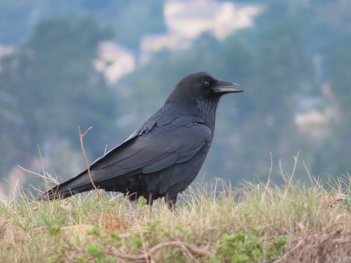 Крук звичайний - ML647867319