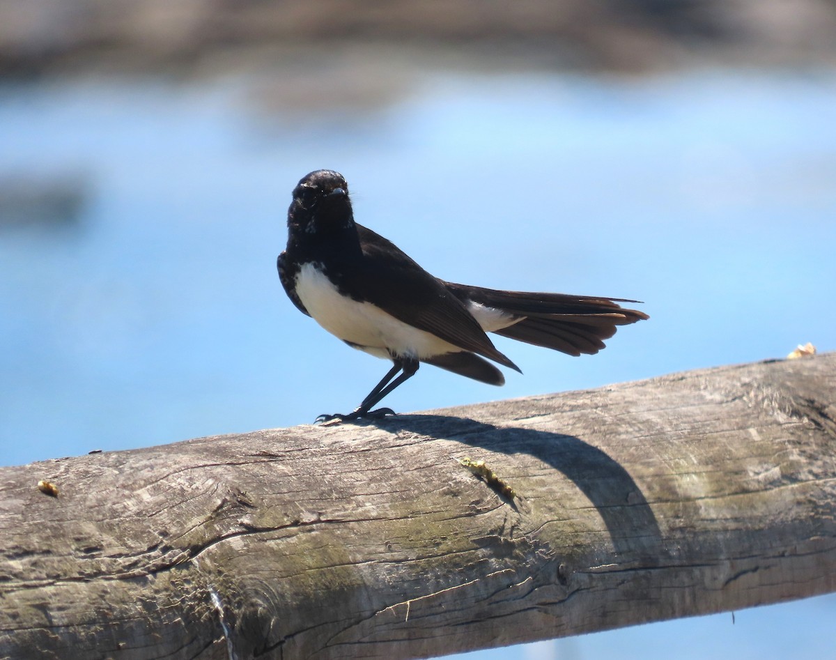 Віялохвістка чорноряба - ML647867327