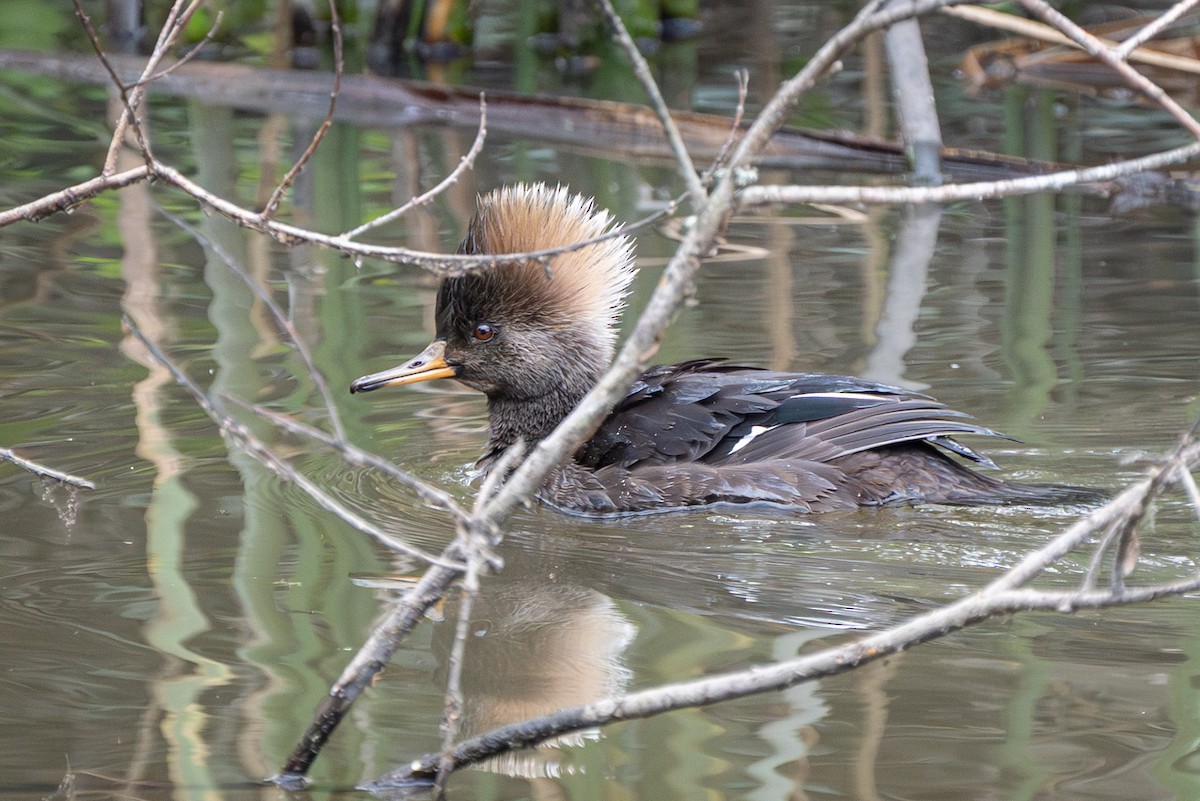 Крех жовтоокий - ML647867334