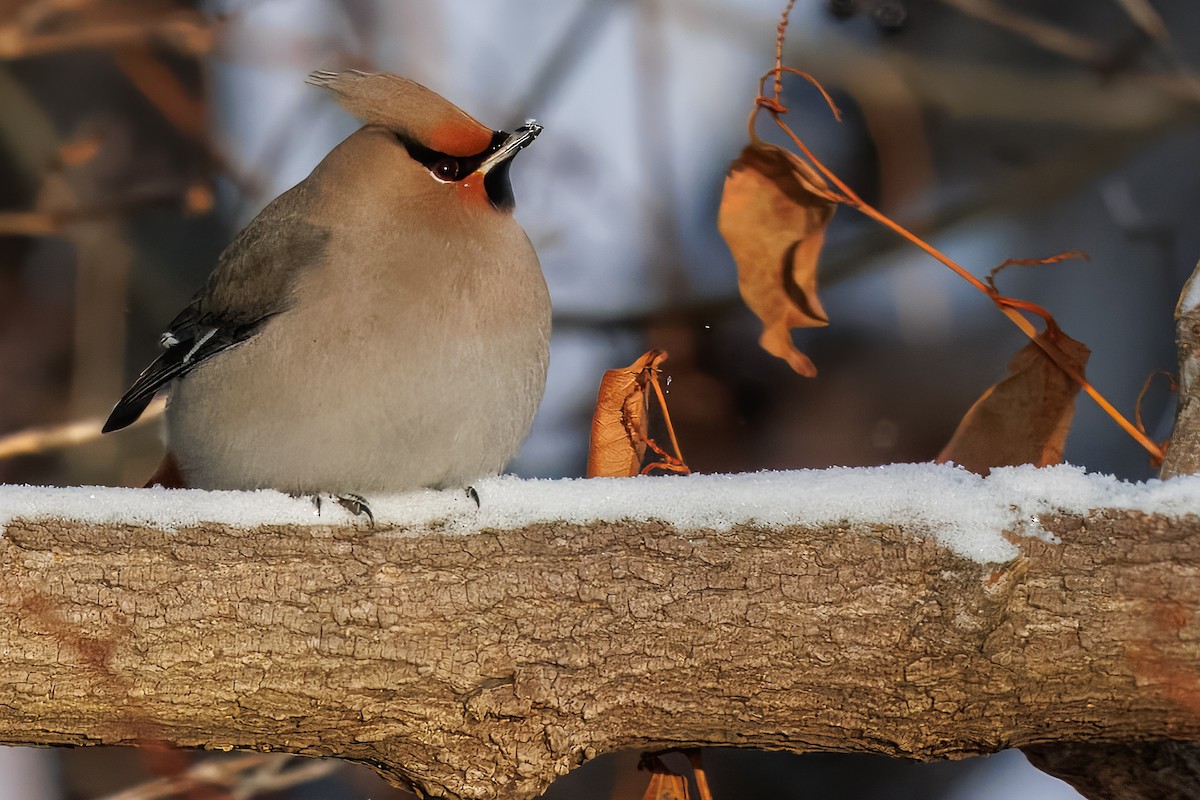 Bohemian Waxwing - ML647867346