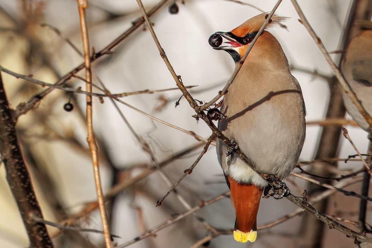 Bohemian Waxwing - ML647867347