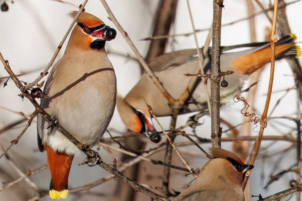 Bohemian Waxwing - ML647867348
