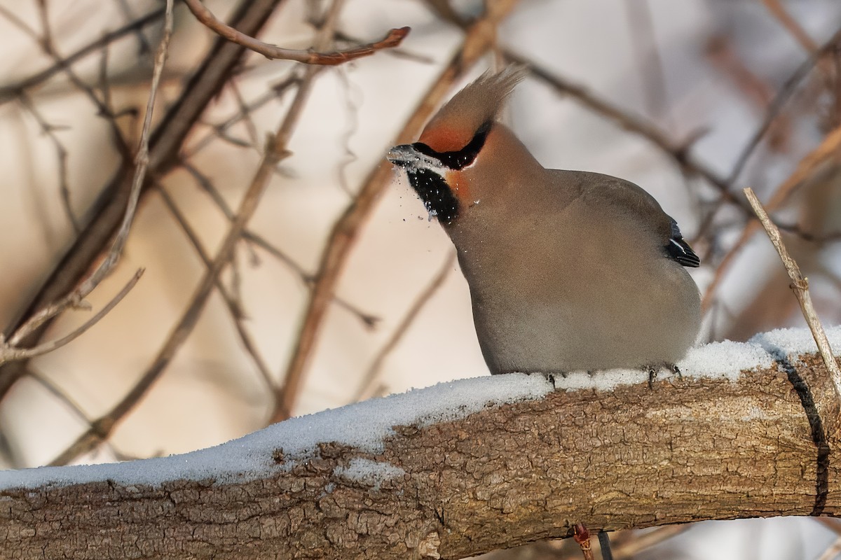 Bohemian Waxwing - ML647867349
