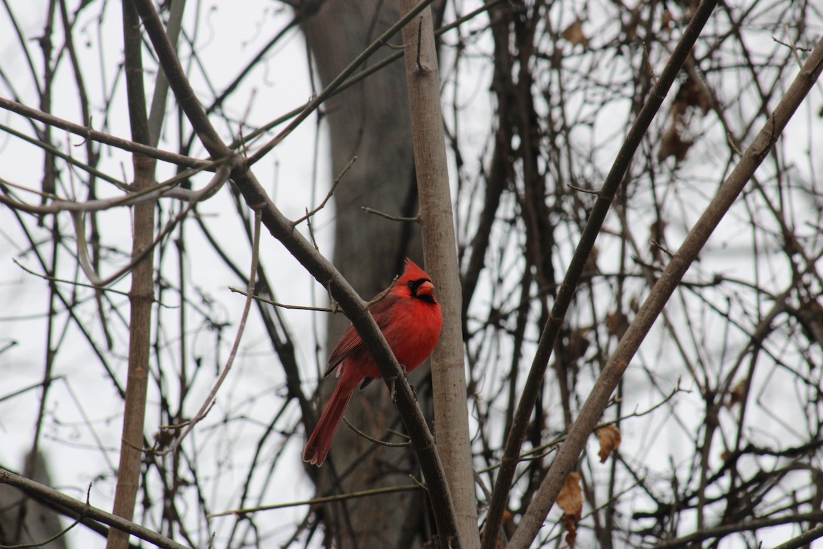 Кардинал червоний - ML647867353