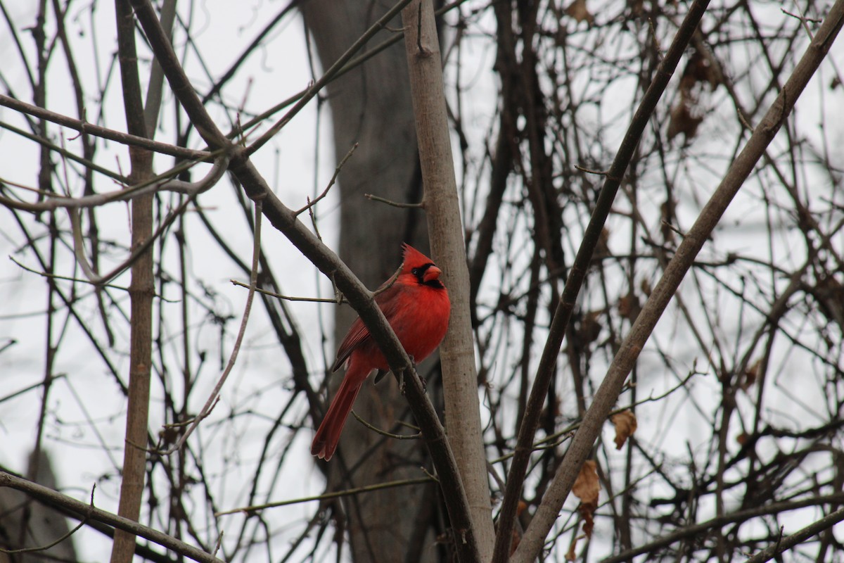 Кардинал червоний - ML647867354