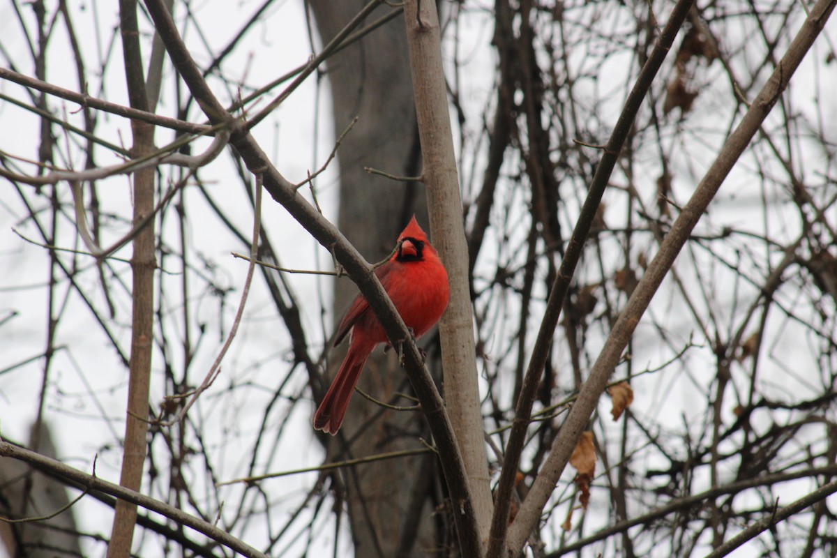 Кардинал червоний - ML647867355