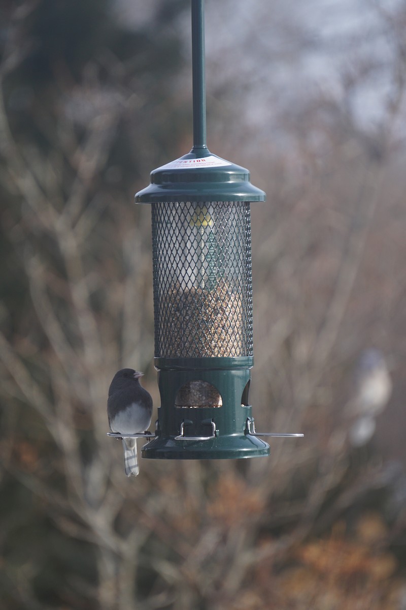 Юнко сірий - ML647867356