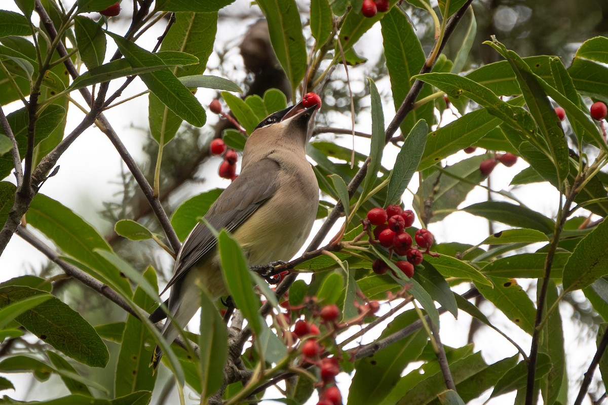 Омелюх американський - ML647867357