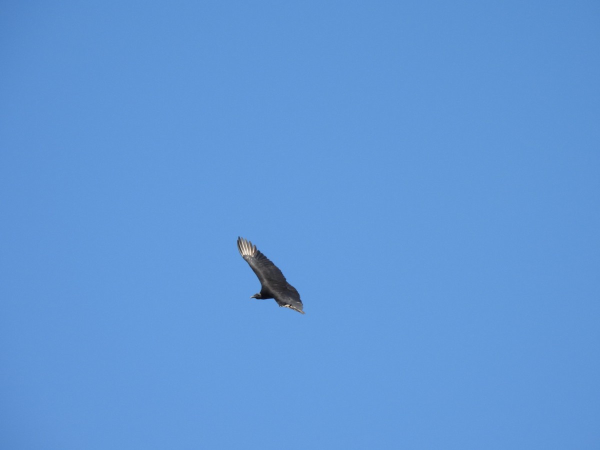 Катарта чорна - ML647867360