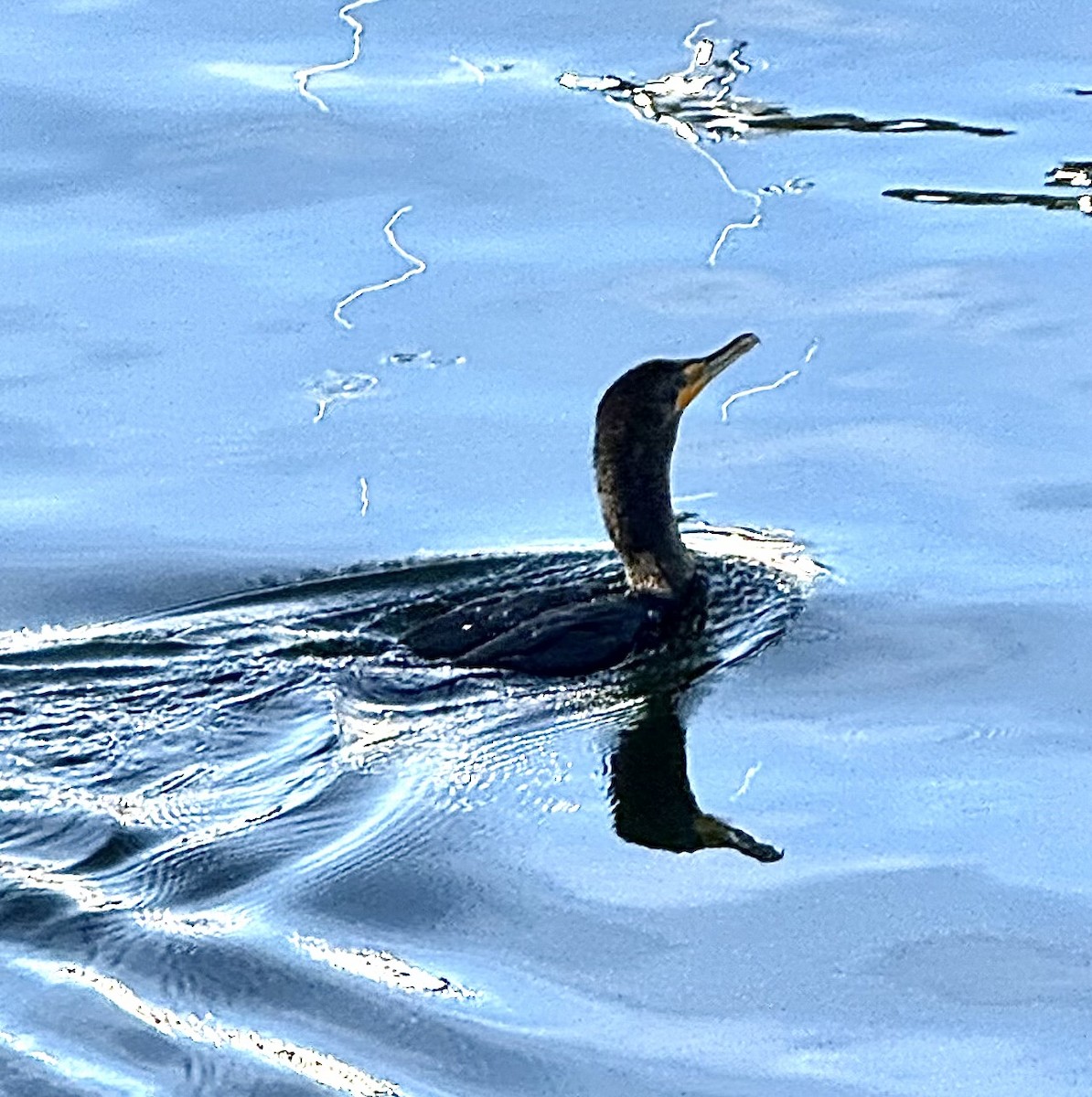 Баклан вухатий - ML647867363