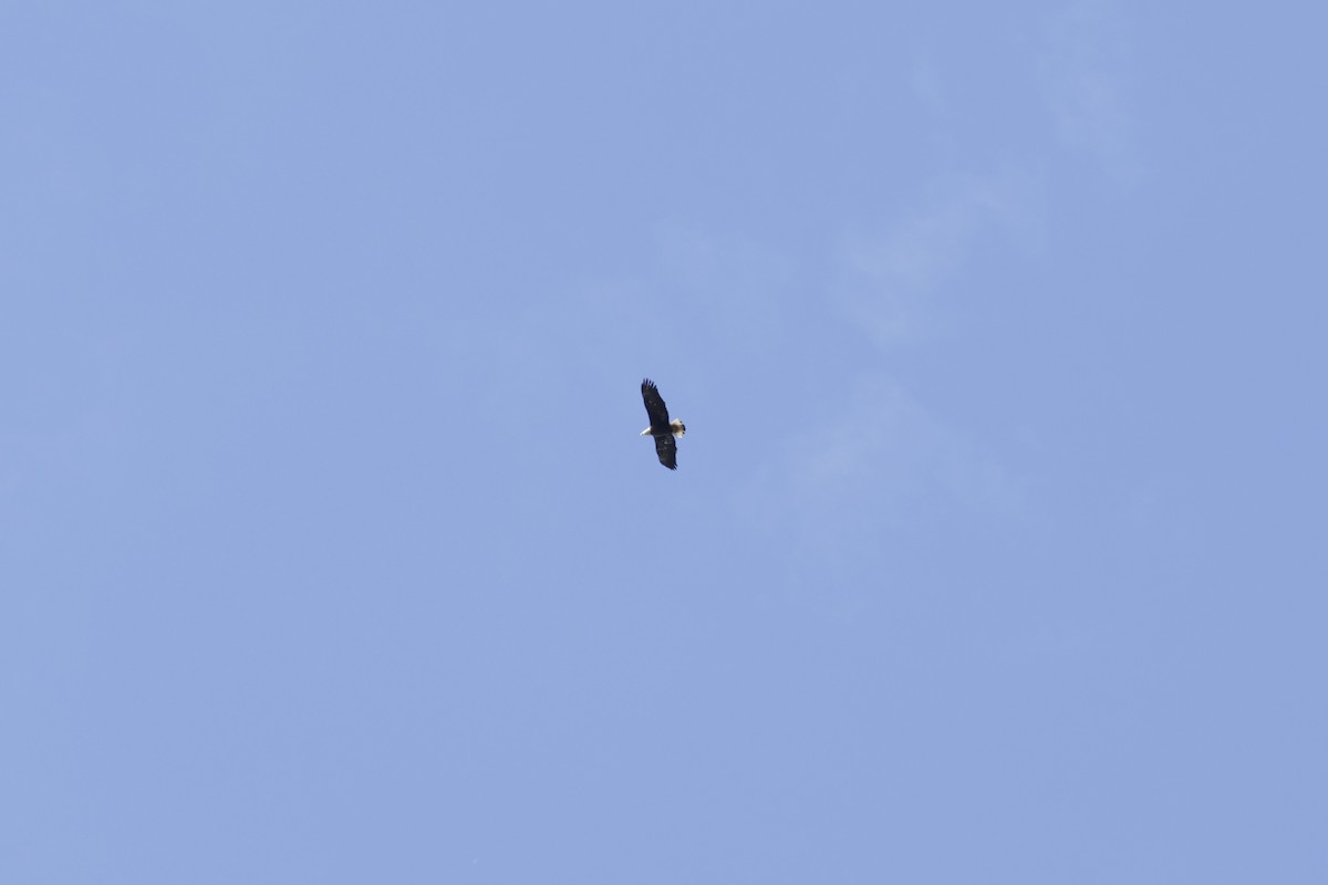 Орлан білоголовий - ML647867364