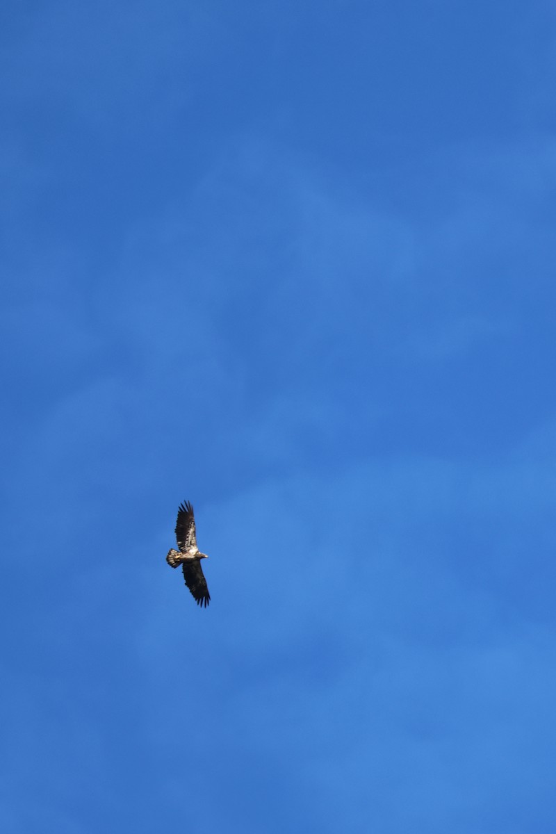 Орлан білоголовий - ML647867365