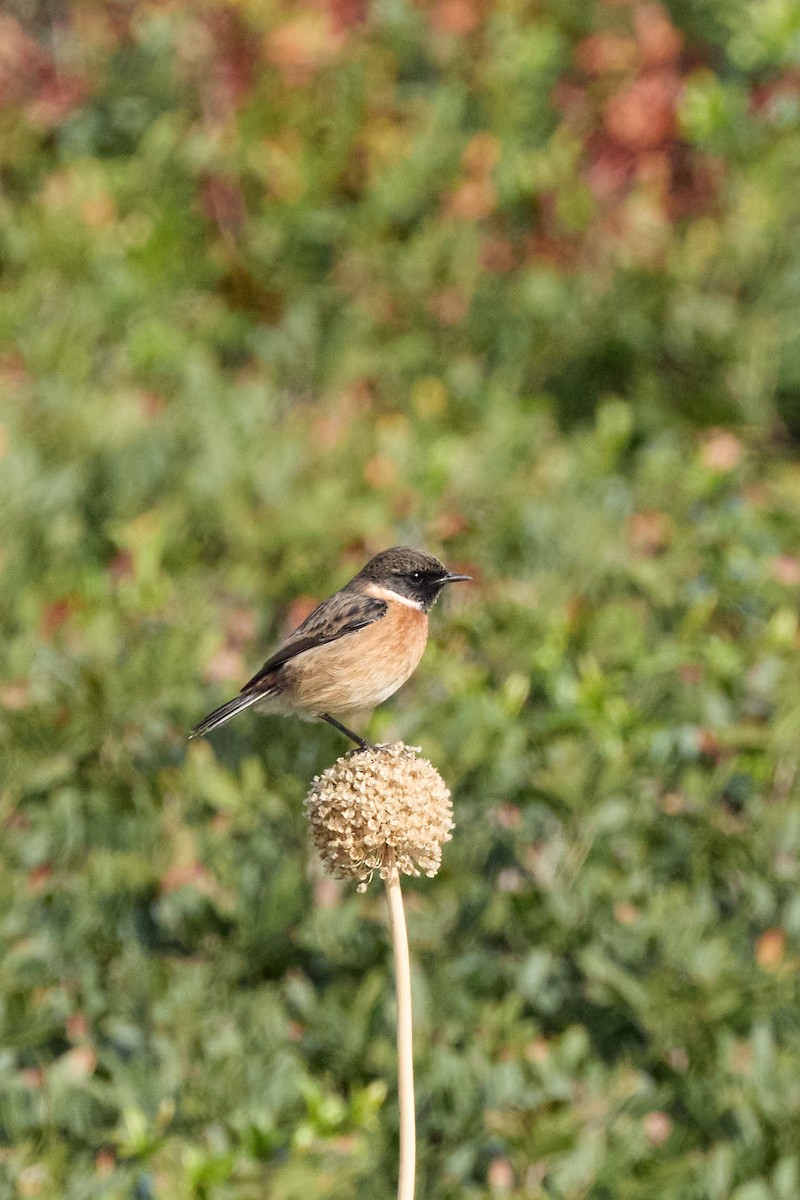 Трав'янка чорноголова - ML647867367