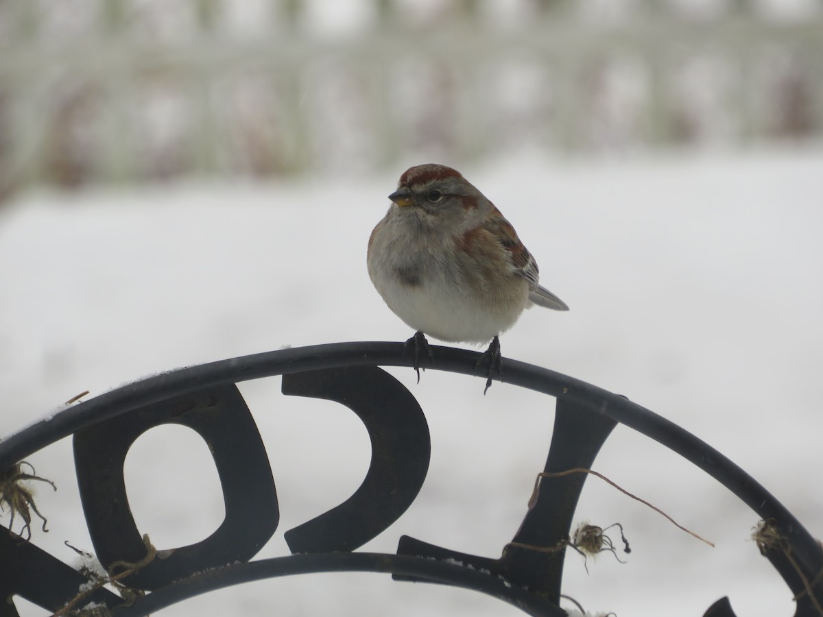 Пасовник північний - ML647867368