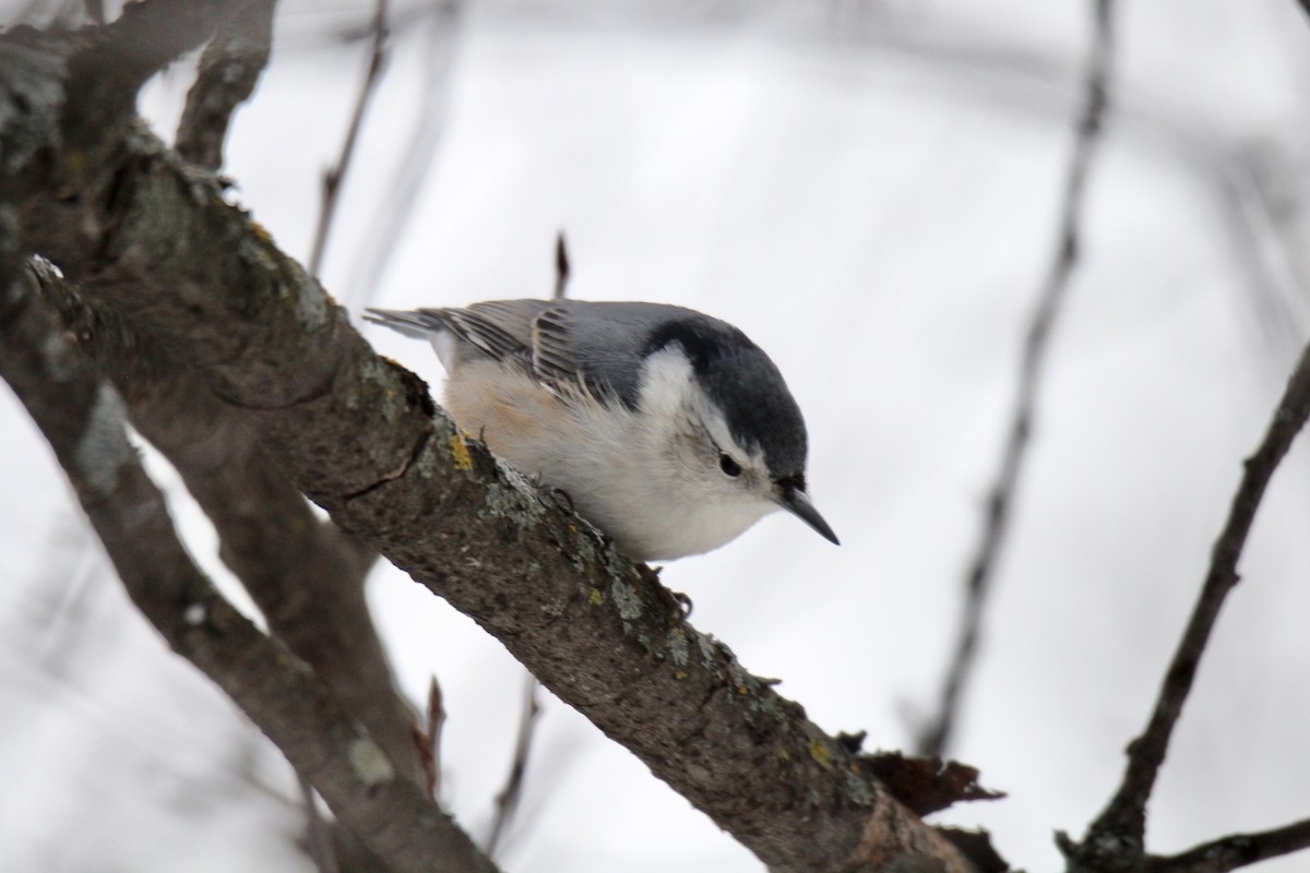 Повзик каролінський (підвид carolinensis) - ML647867370