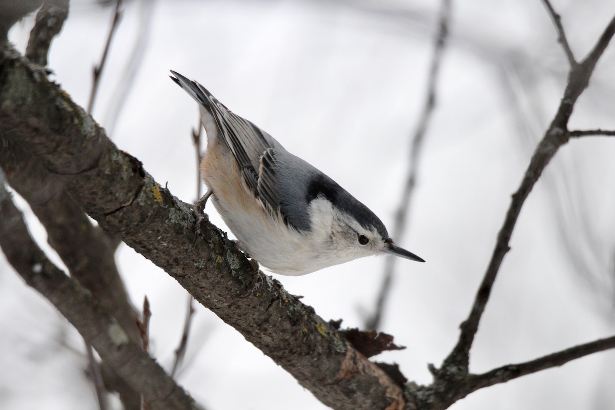 Повзик каролінський (підвид carolinensis) - ML647867371