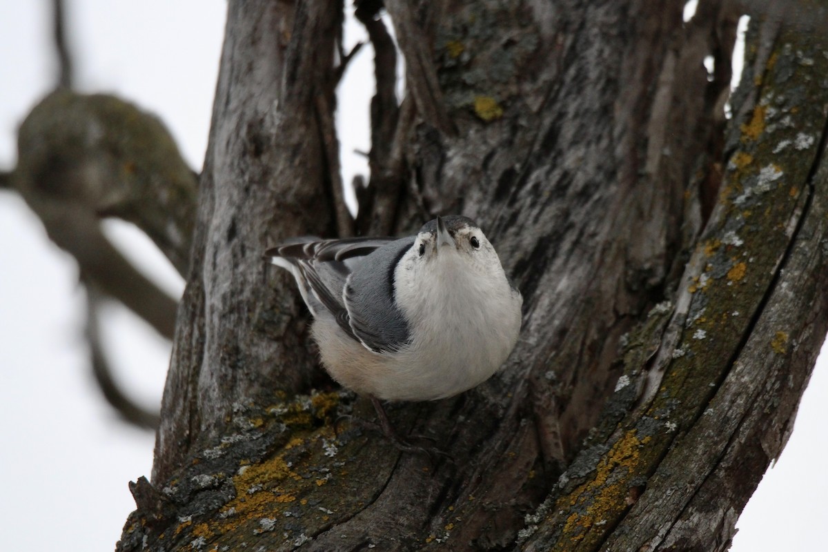Повзик каролінський (підвид carolinensis) - ML647867372