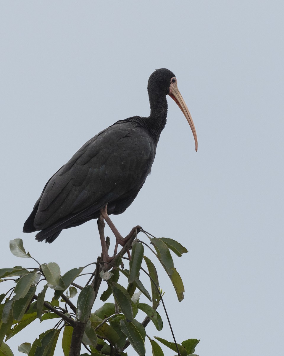 Ібіс чорний - ML647867373