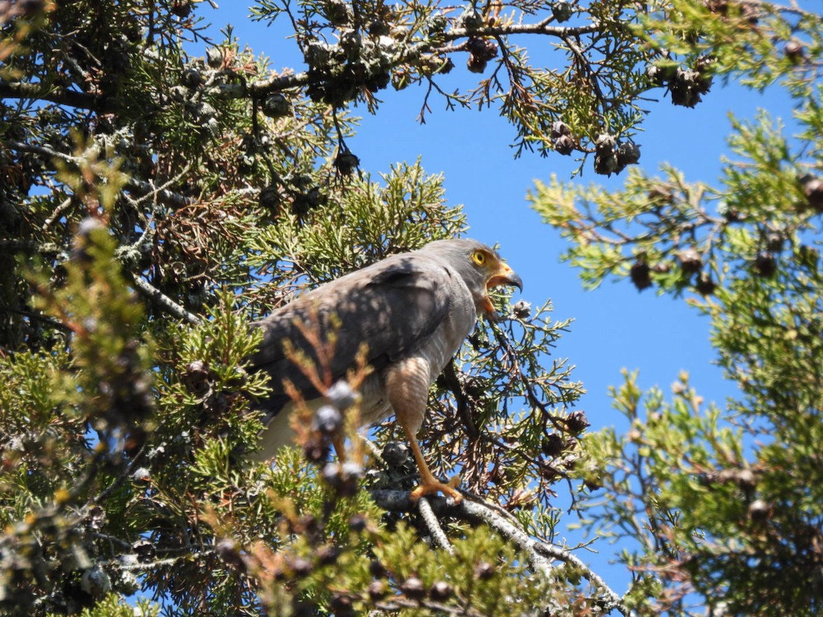 Канюк великодзьобий - ML647867381