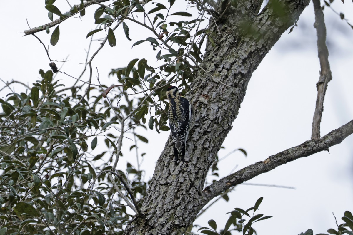 Дятел-смоктун жовточеревий - ML647867382