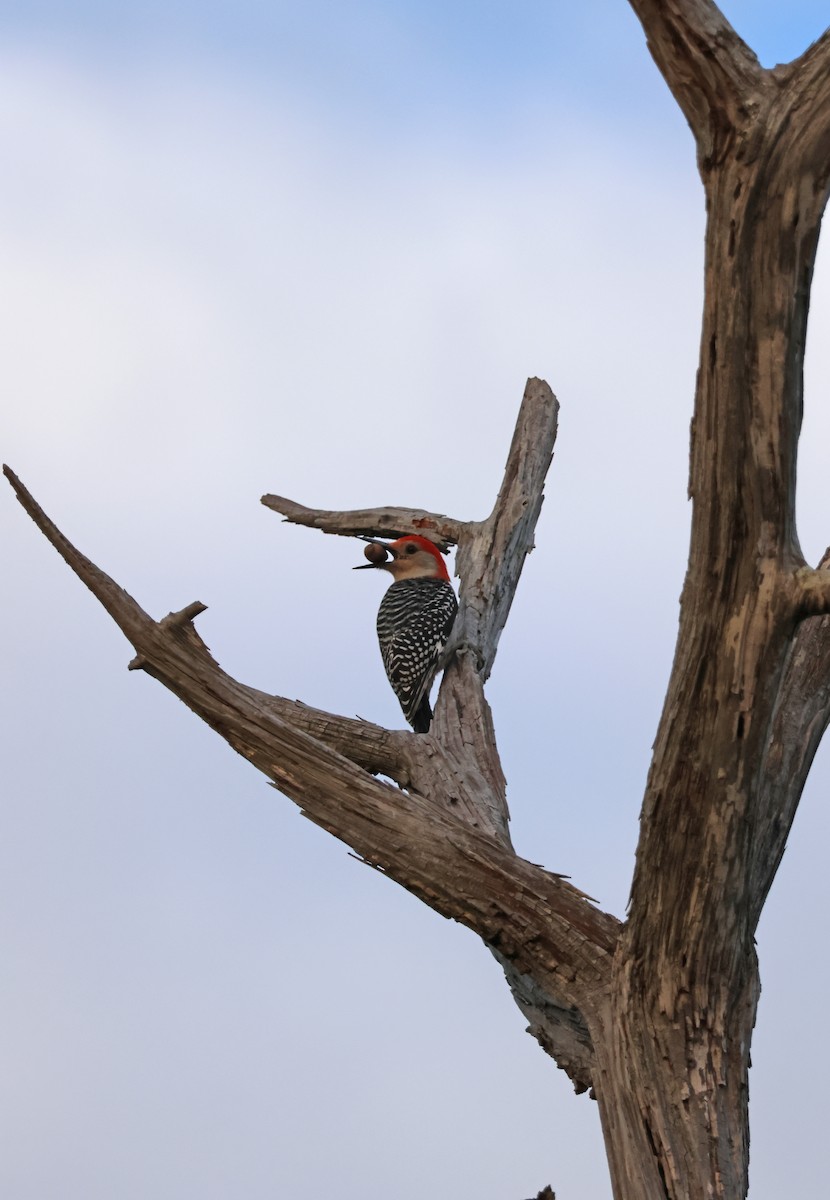 Гіла каролінська - ML647867386