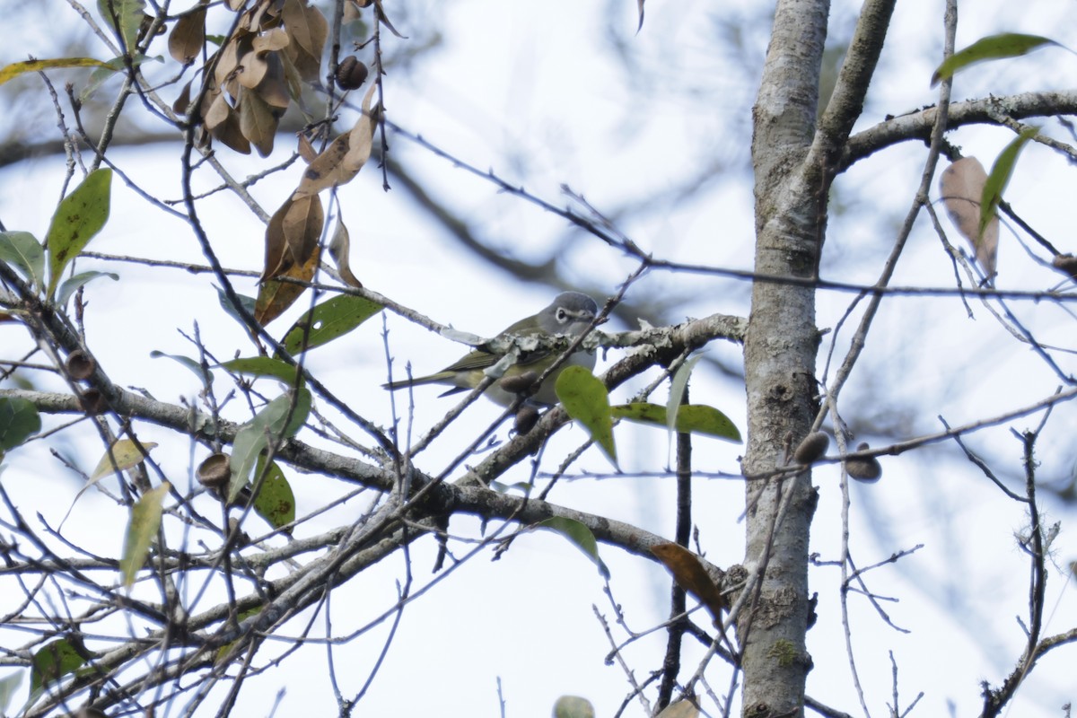 Віреон сизоголовий - ML647867389