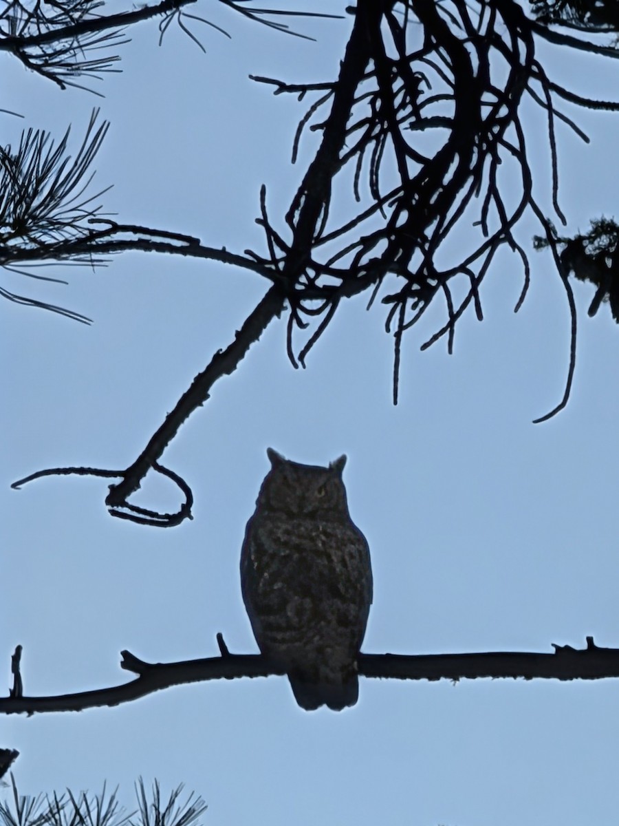 Пугач віргінський - ML647867390