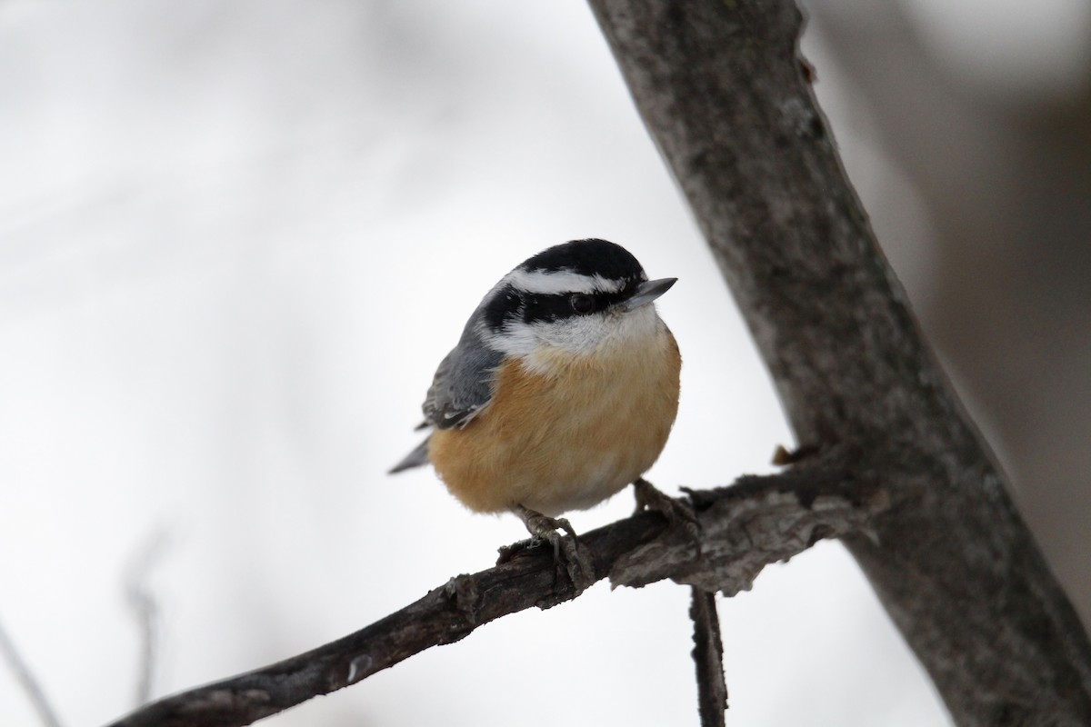 Повзик канадський - ML647867391