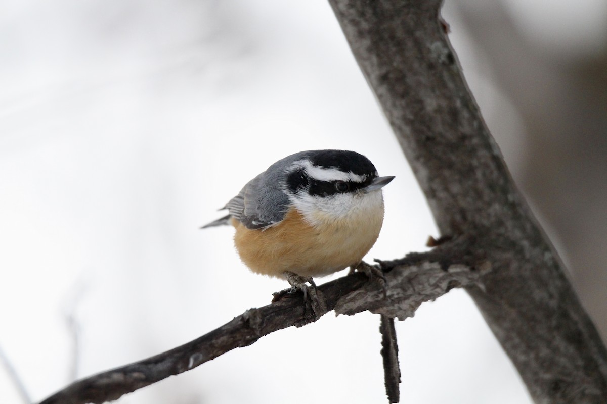 Повзик канадський - ML647867392