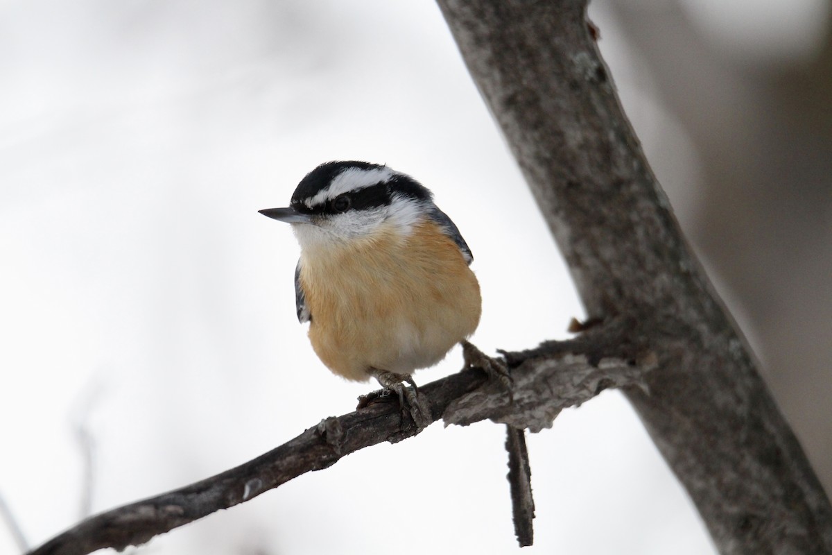 Повзик канадський - ML647867393