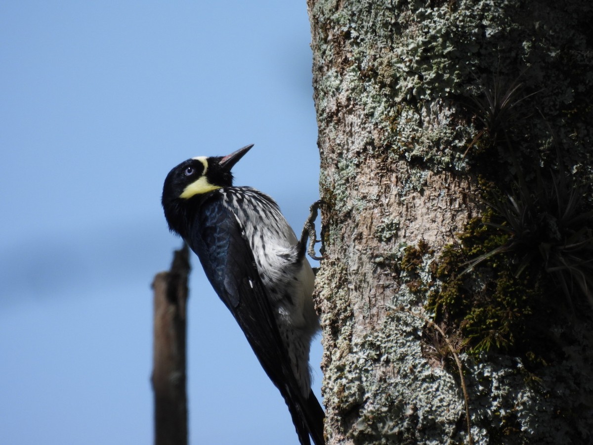 Гіла чорновола - ML647867395