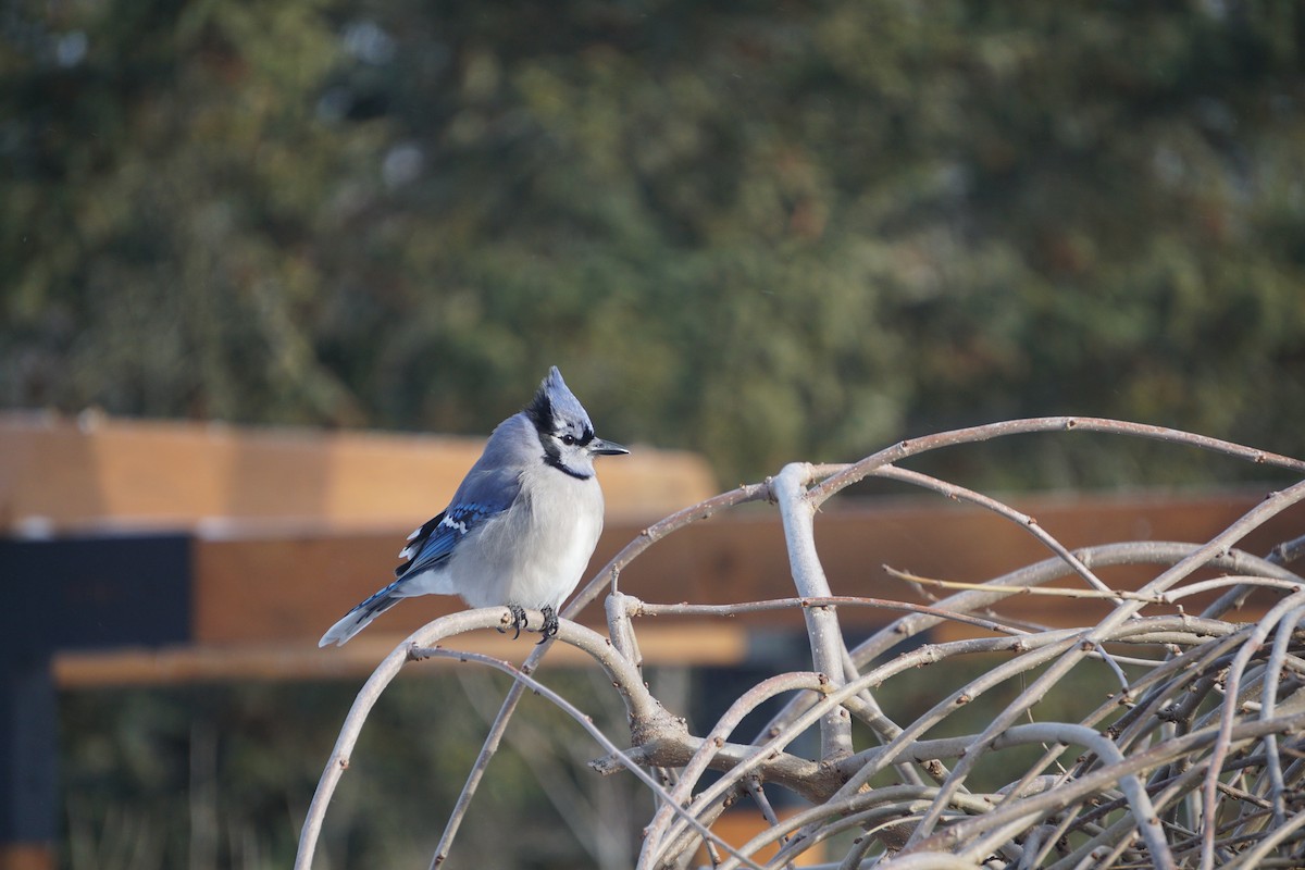 Сизойка блакитна - ML647867396