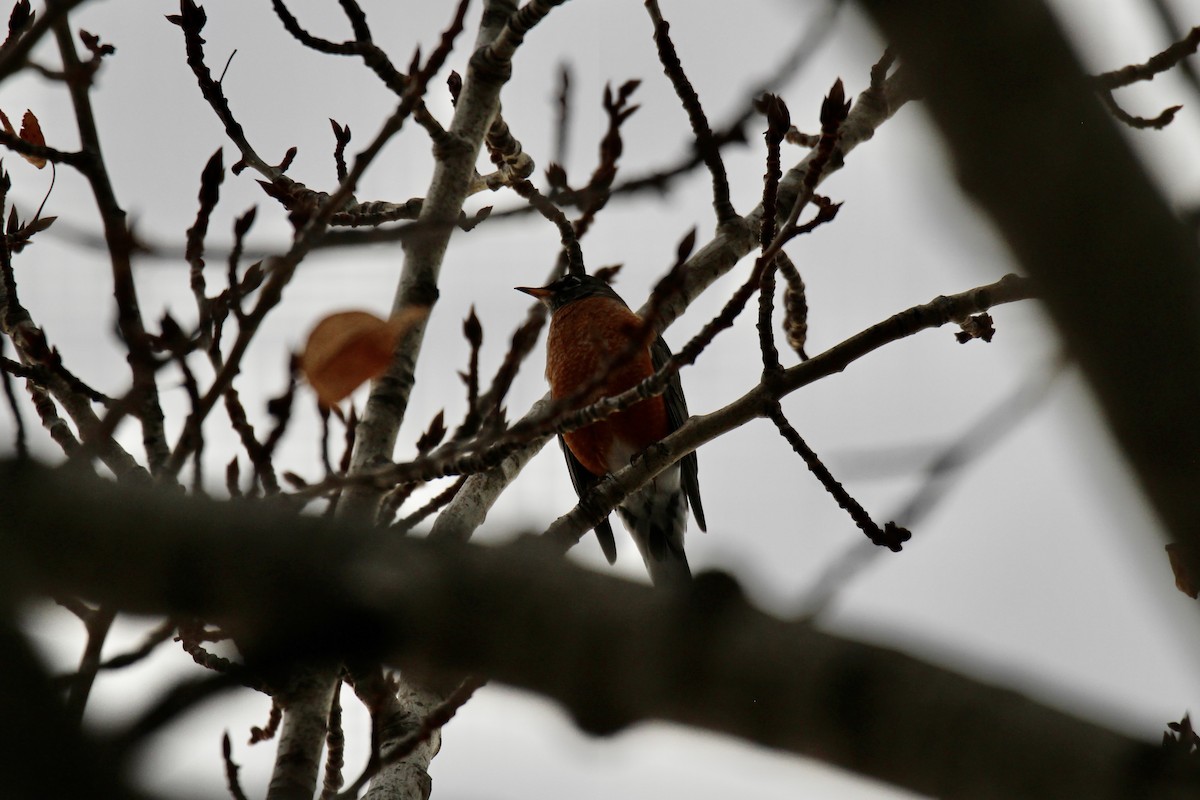 American Robin - ML647867416