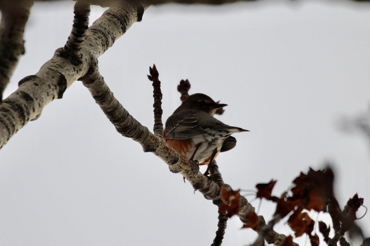 American Robin - ML647867417