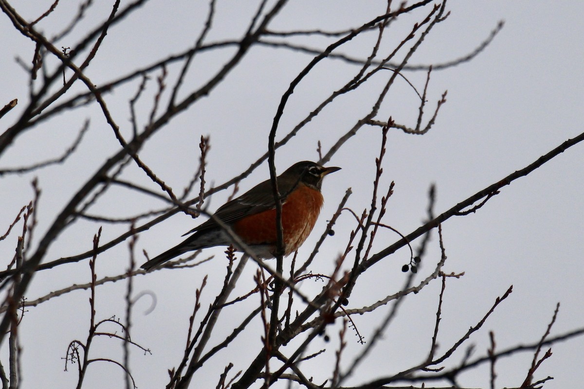American Robin - ML647867418
