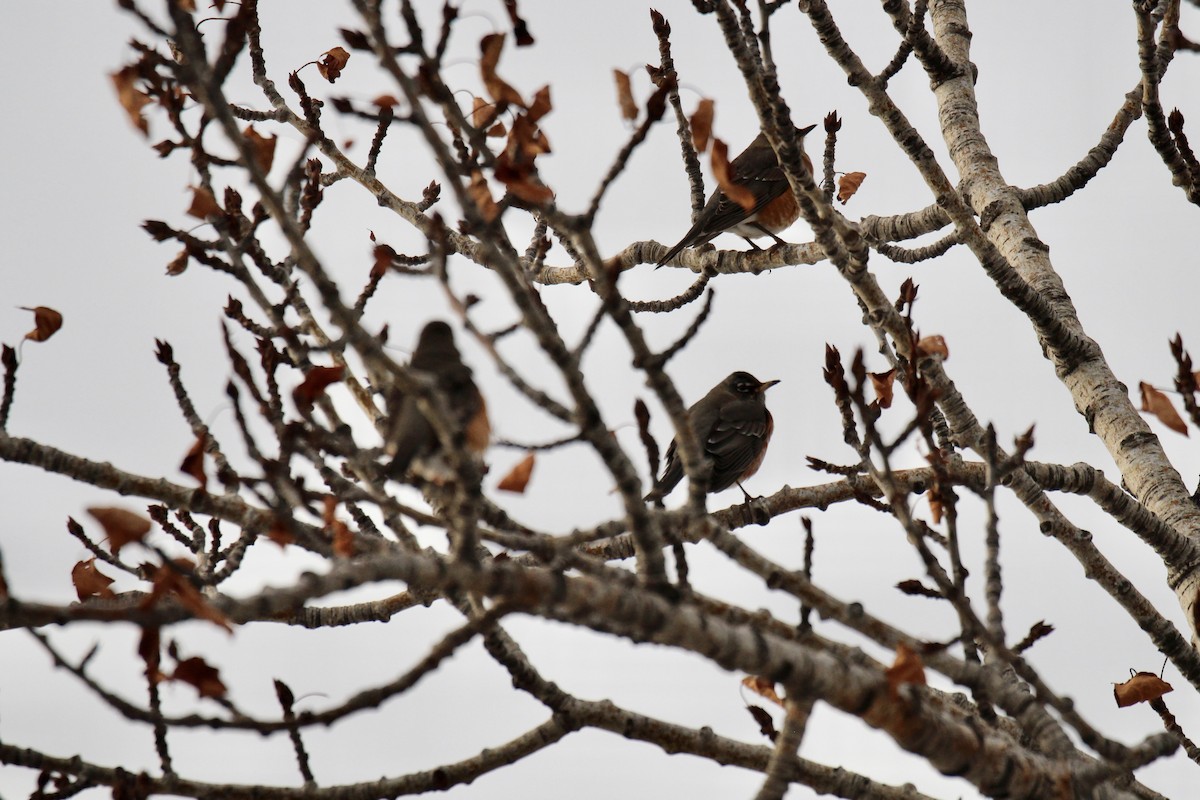 American Robin - ML647867419