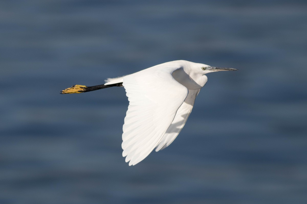 Little Egret - ML647867425
