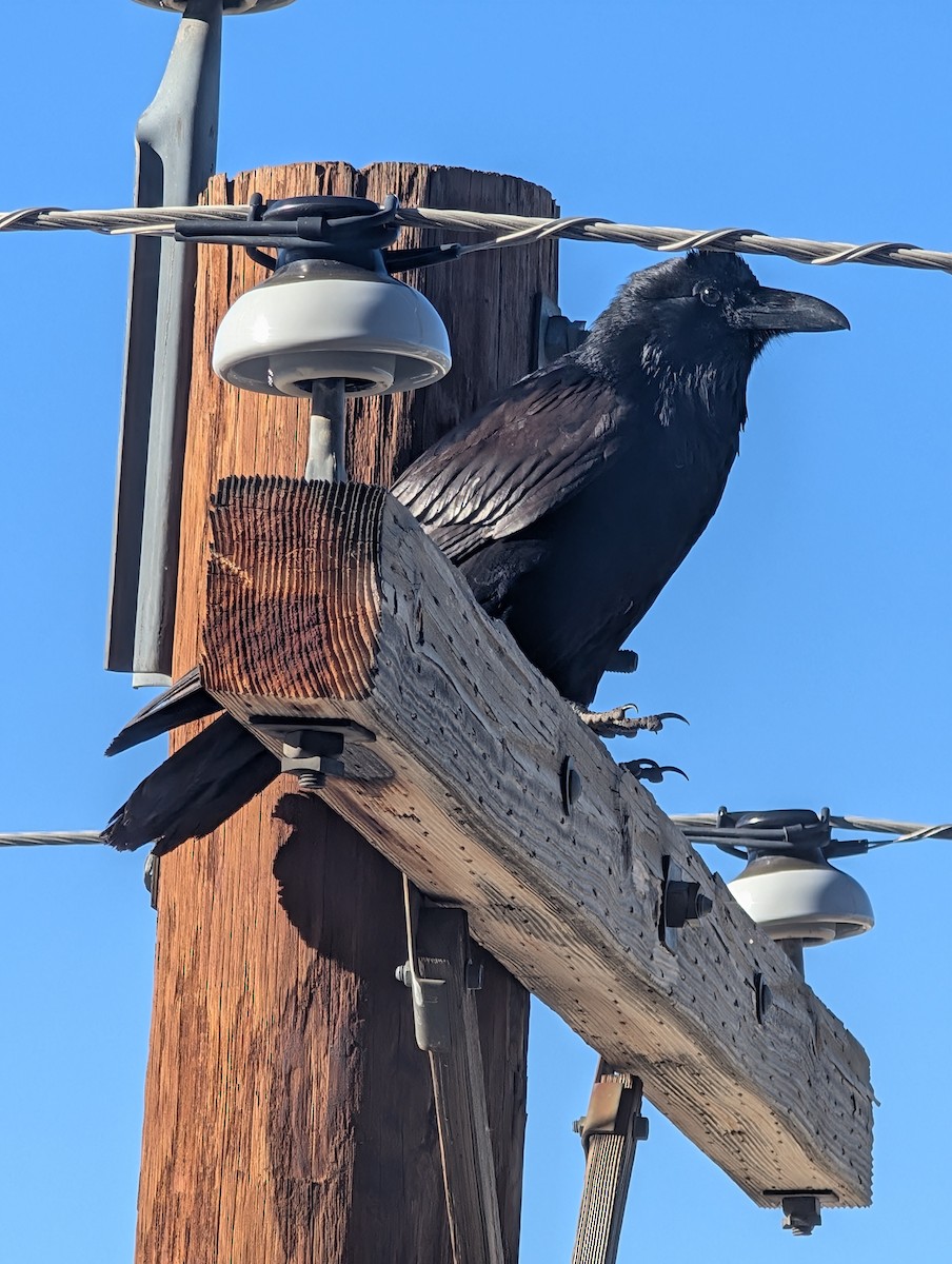 Common Raven - ML647867440