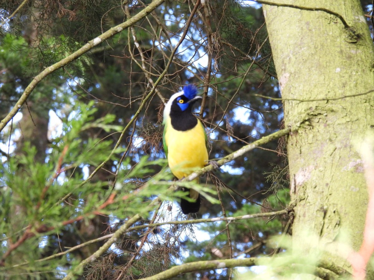 Green Jay - ML647867458