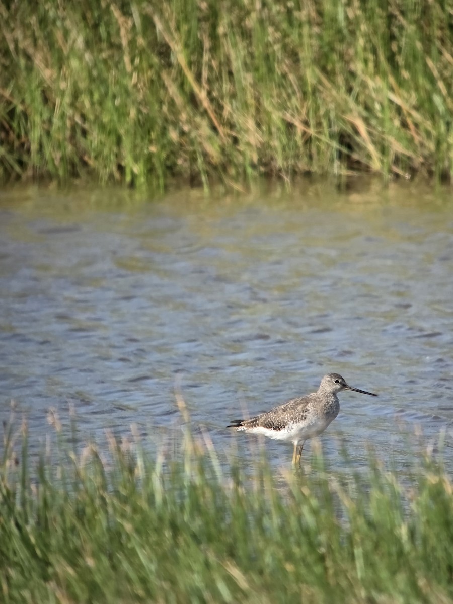 Greater Yellowlegs - ML647867528