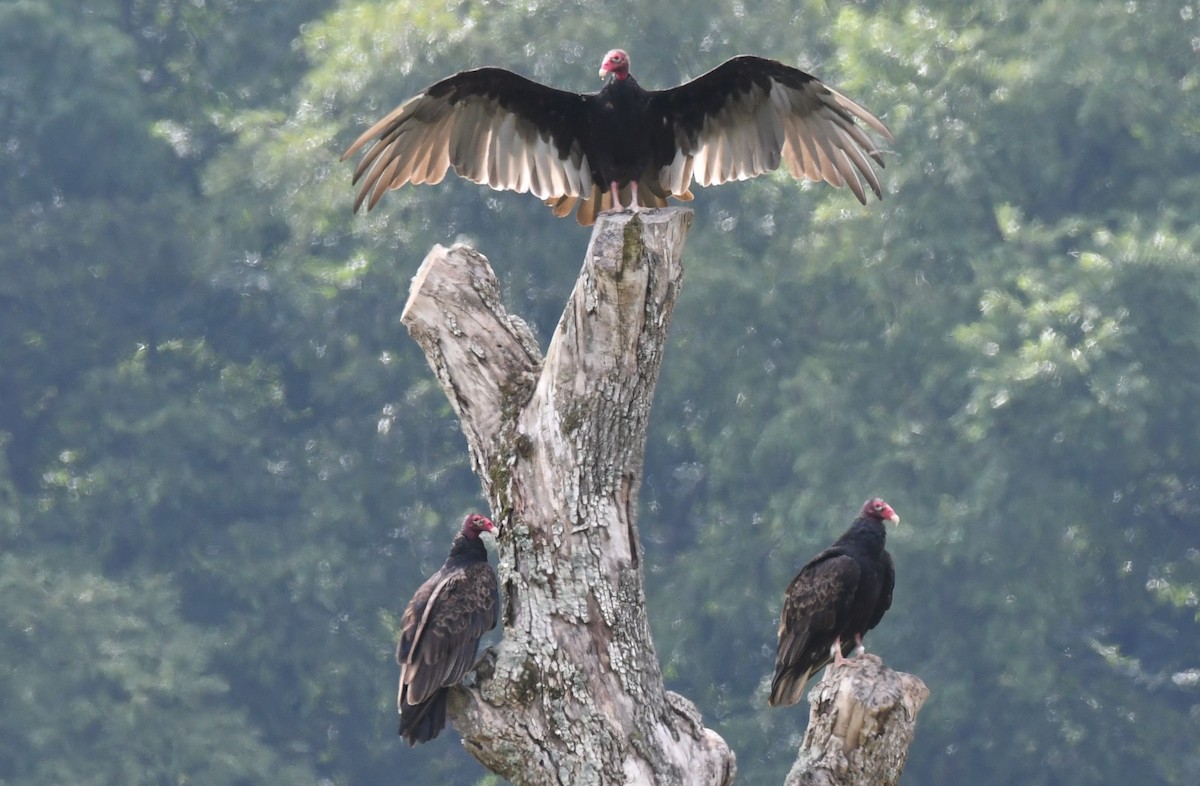 Turkey Vulture - ML647867529