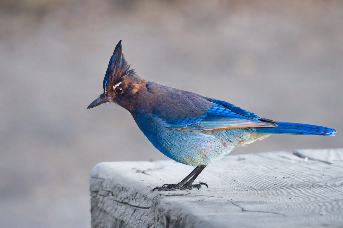 Steller's Jay - ML647867538