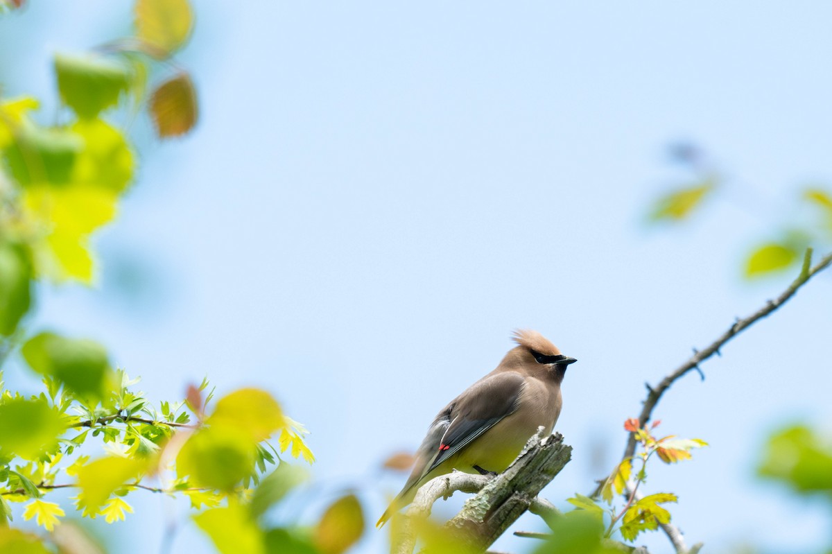 Cedar Waxwing - ML647867540