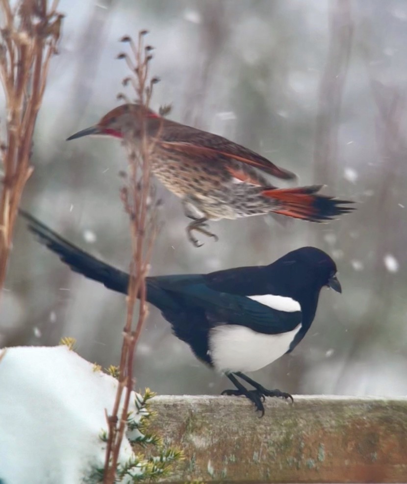 Сорока канадська - ML647867542