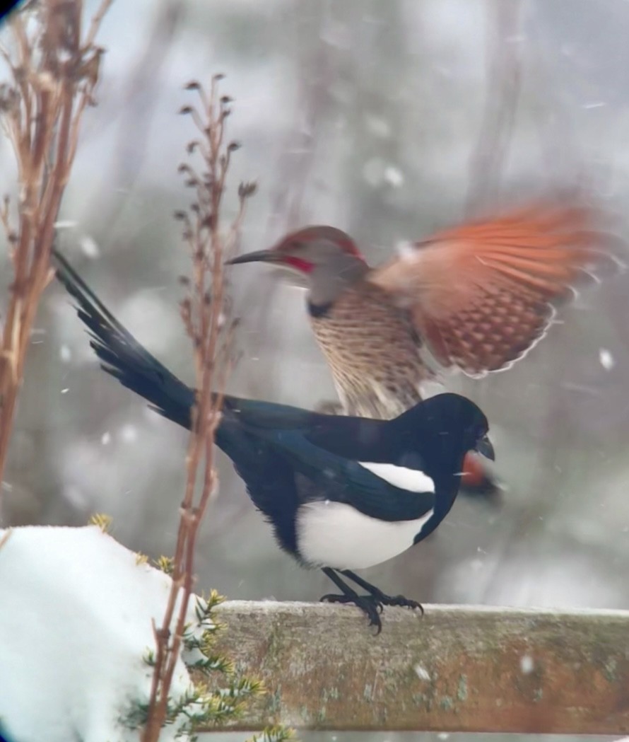 Сорока канадська - ML647867543