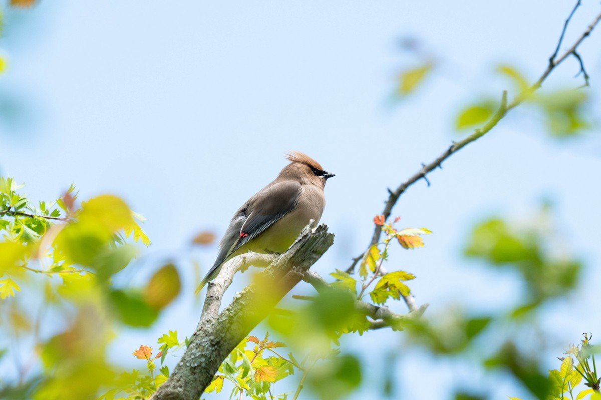 Cedar Waxwing - ML647867545