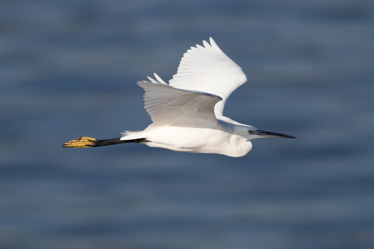 Little Egret - ML647867547